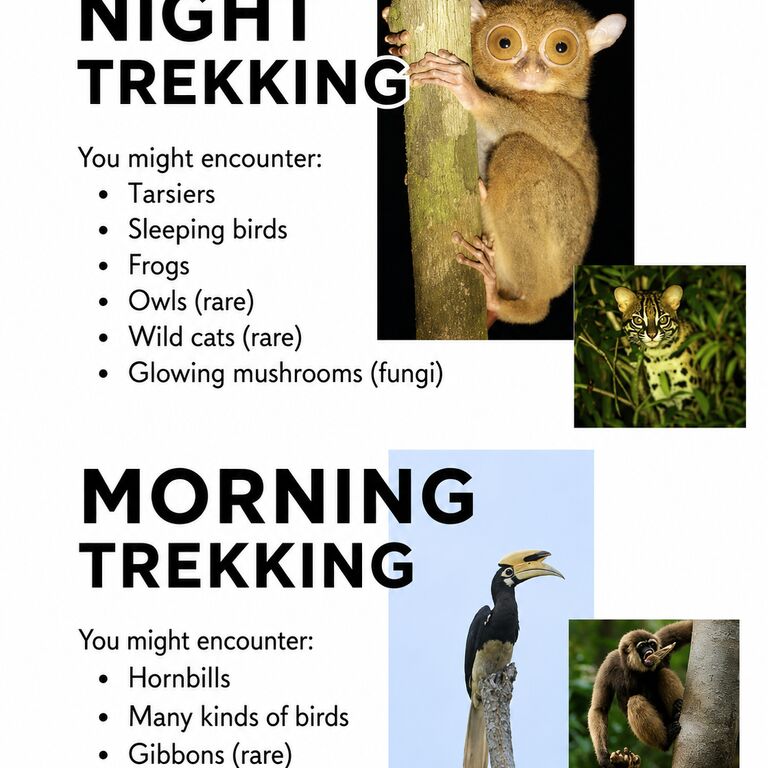 5D4N. Orangutan Camping Tour