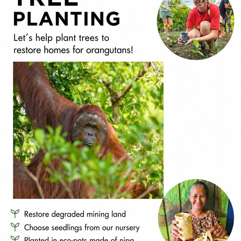 5D4N. Orangutan Camping Tour