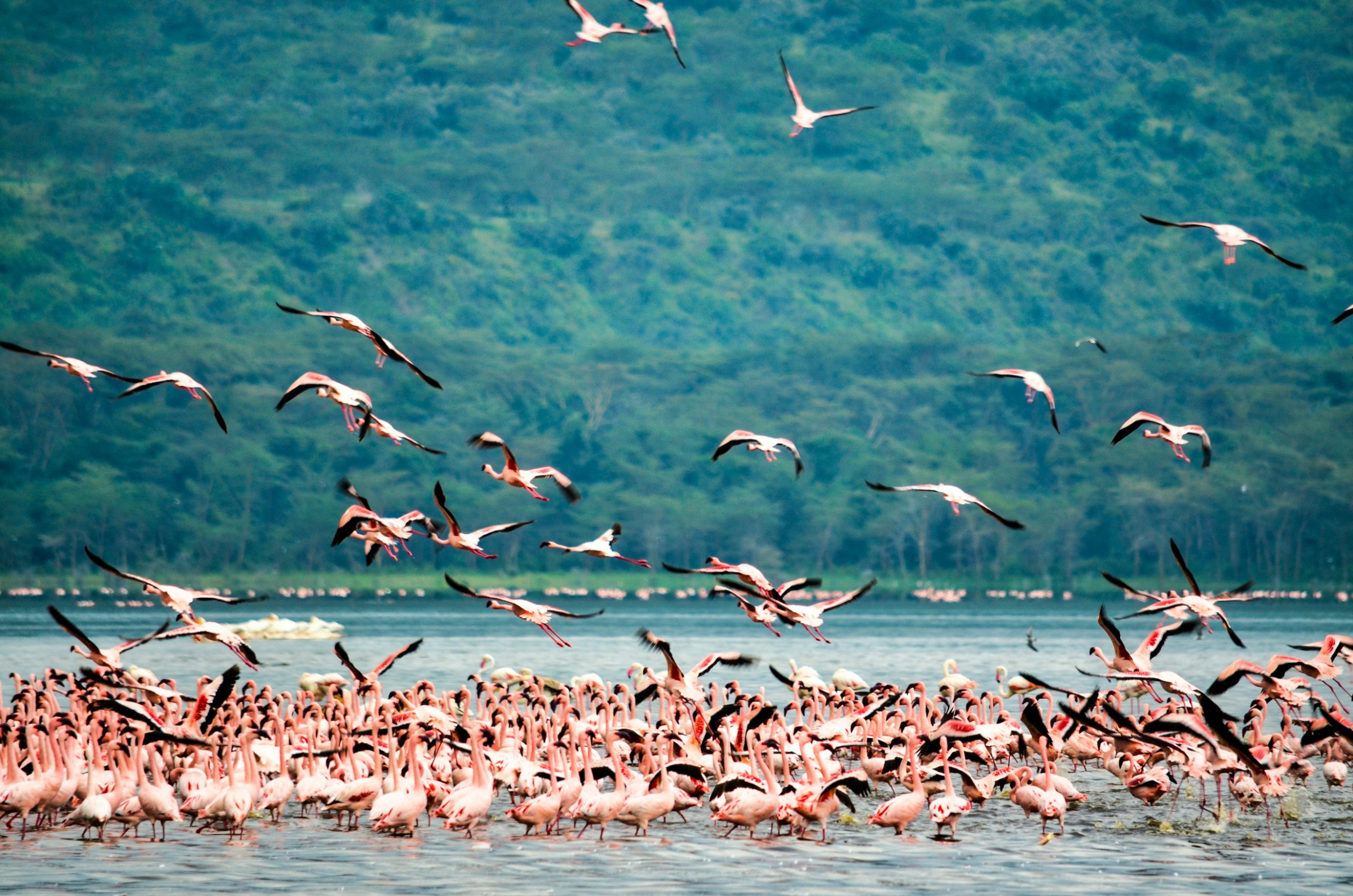 ALMOND SAFARIS LIMITED
