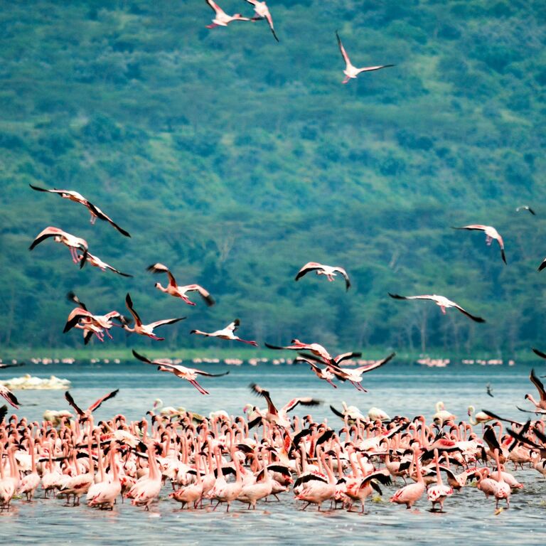 ALMOND SAFARIS LIMITED