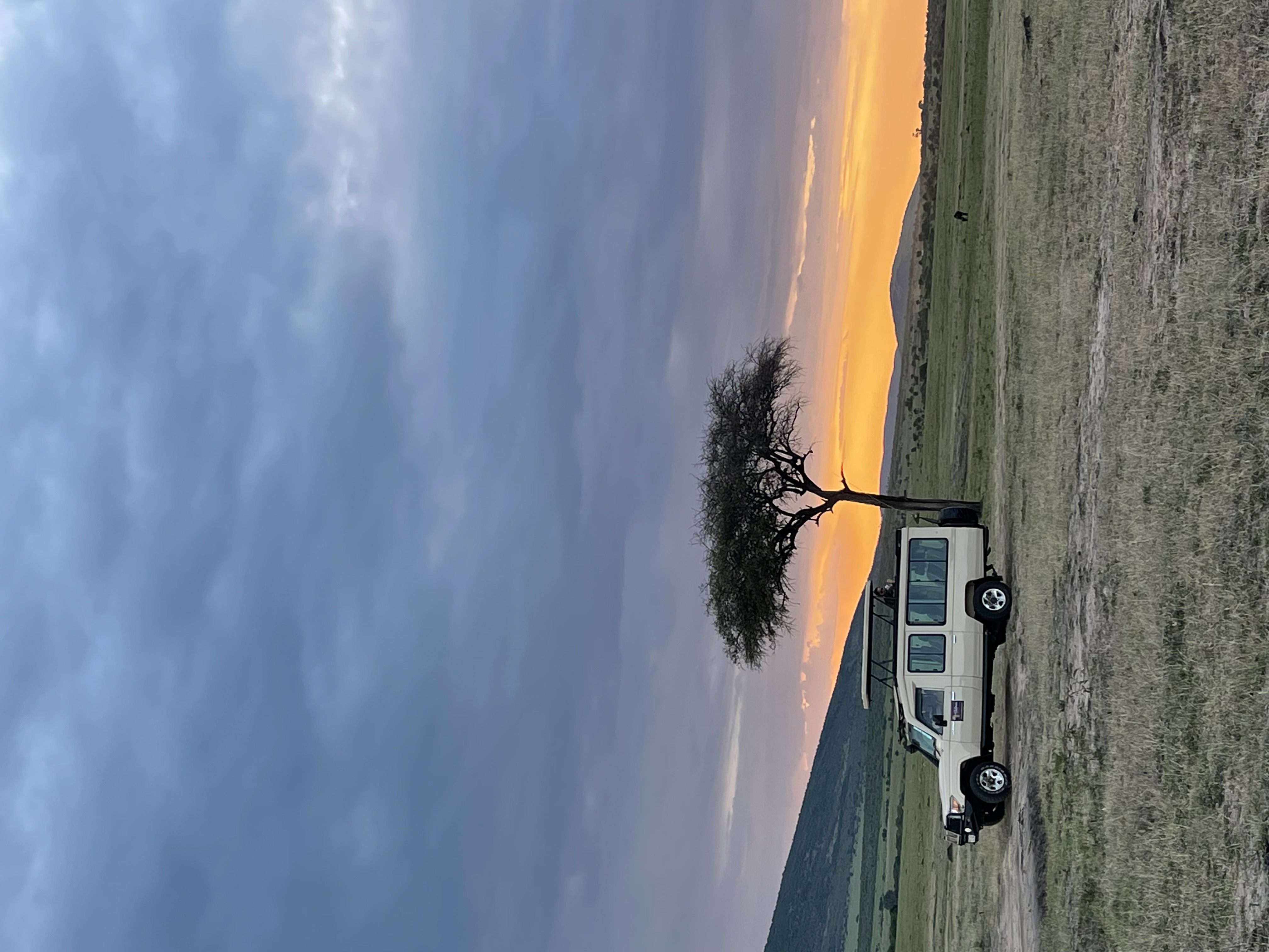 lionet africa travel