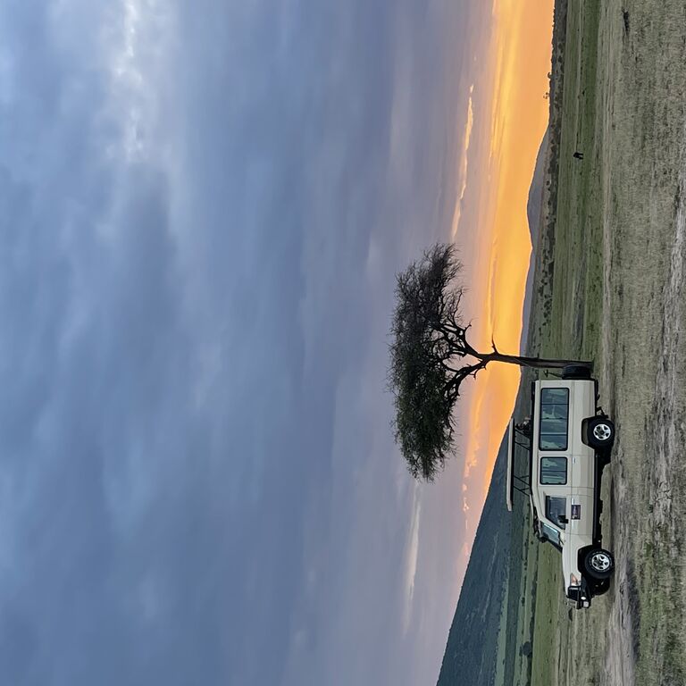 lionet africa travel