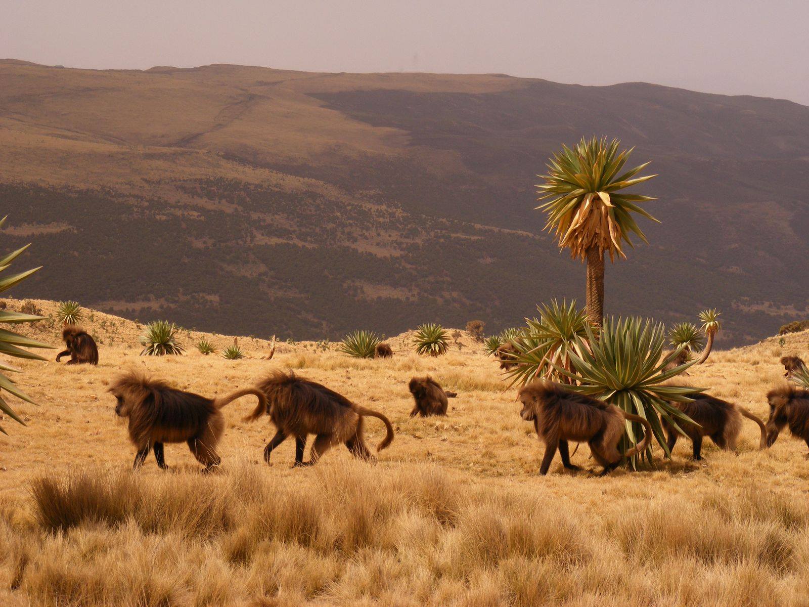 Visit Ethiopia Tours