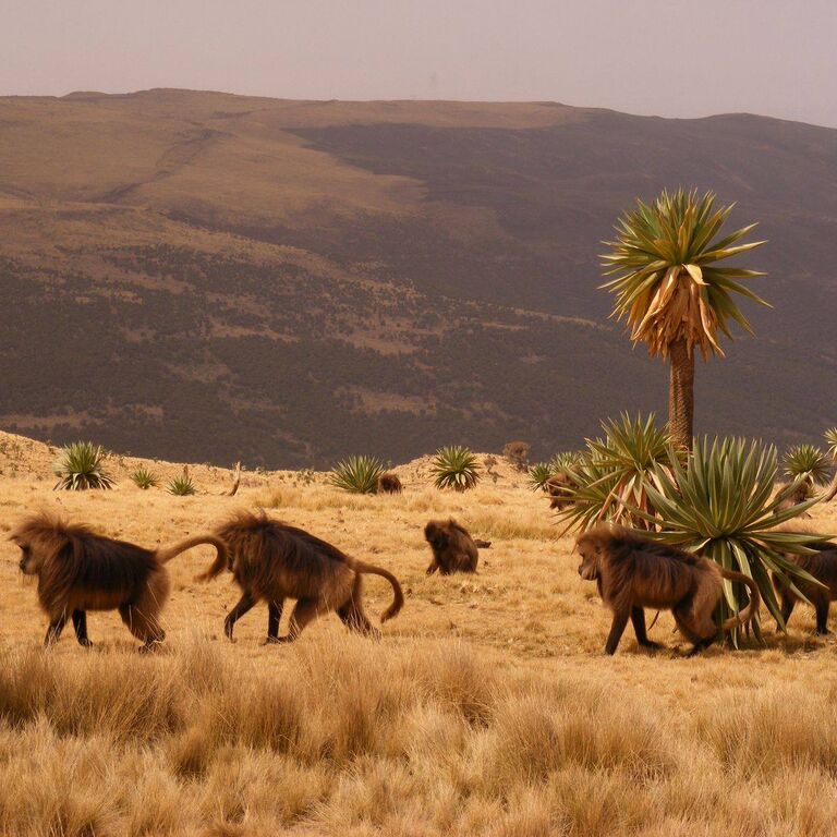 Visit Ethiopia Tours