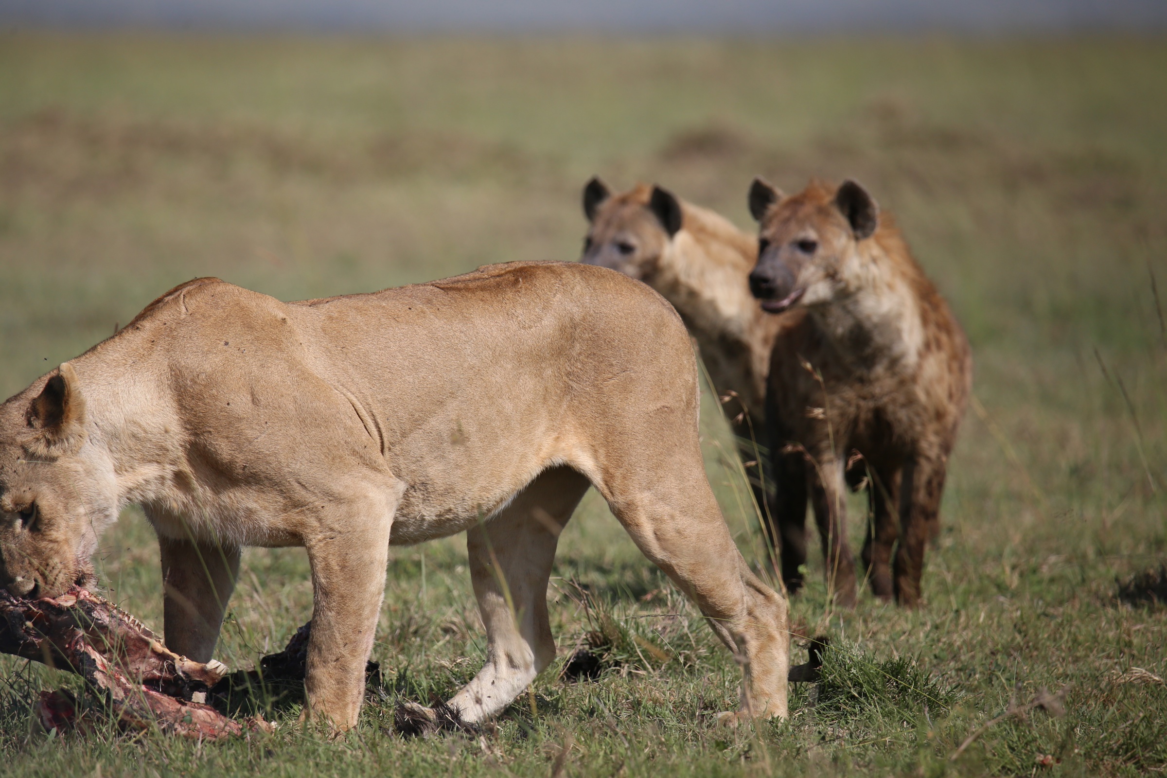 Safaris without borders
