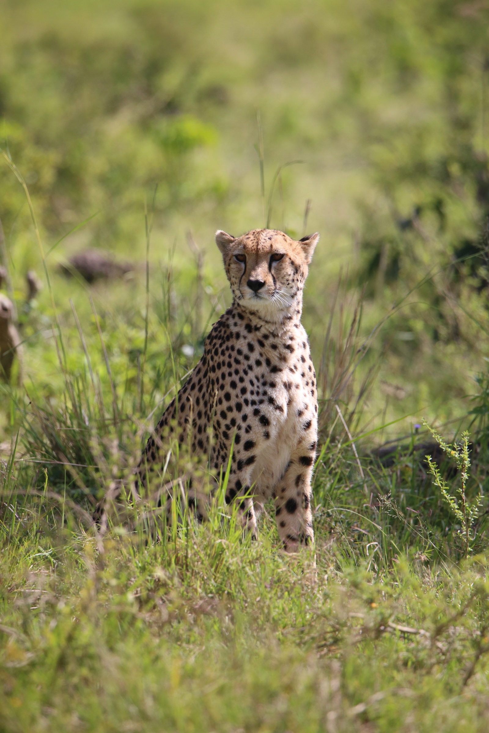 Safaris without borders