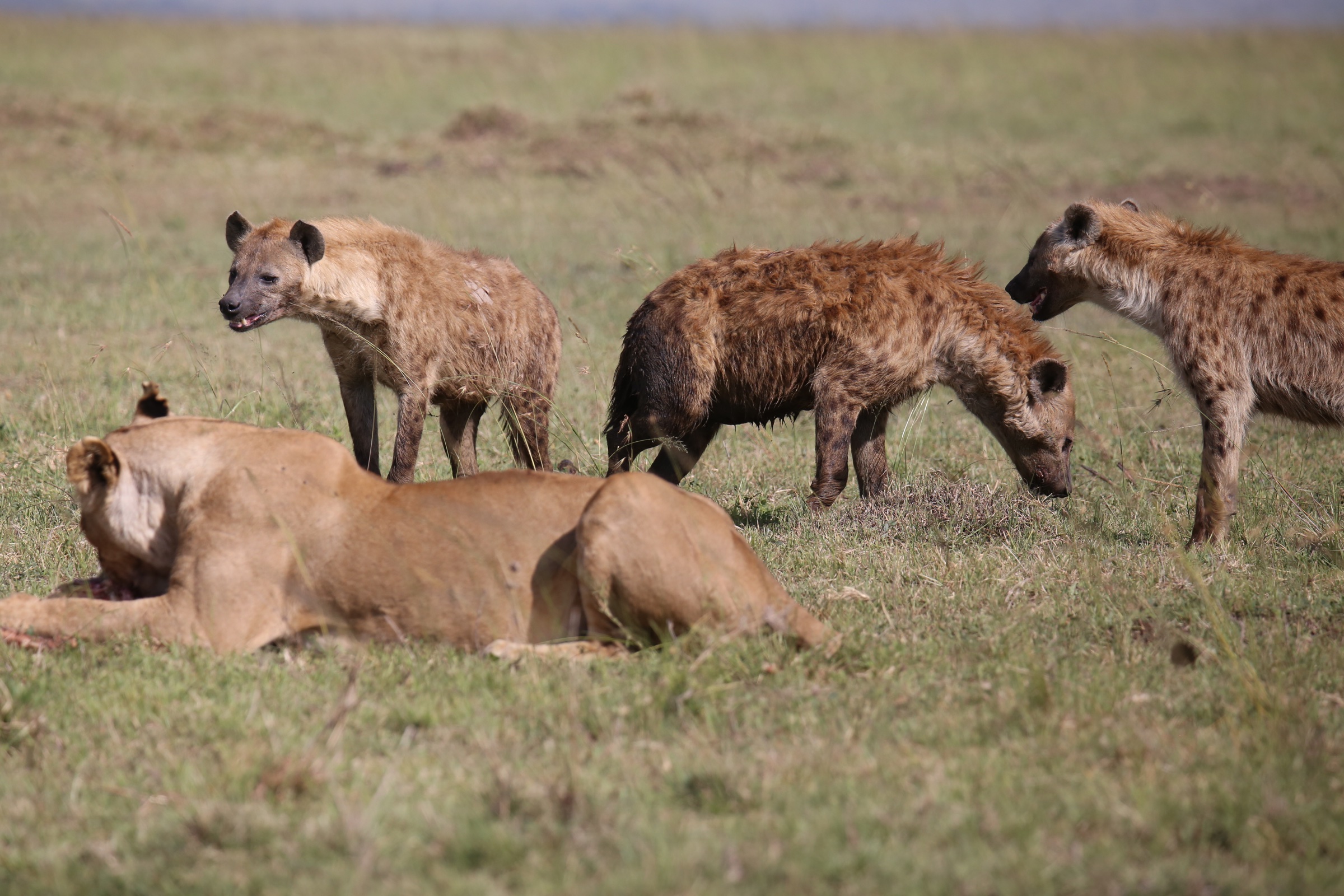 Safaris without borders