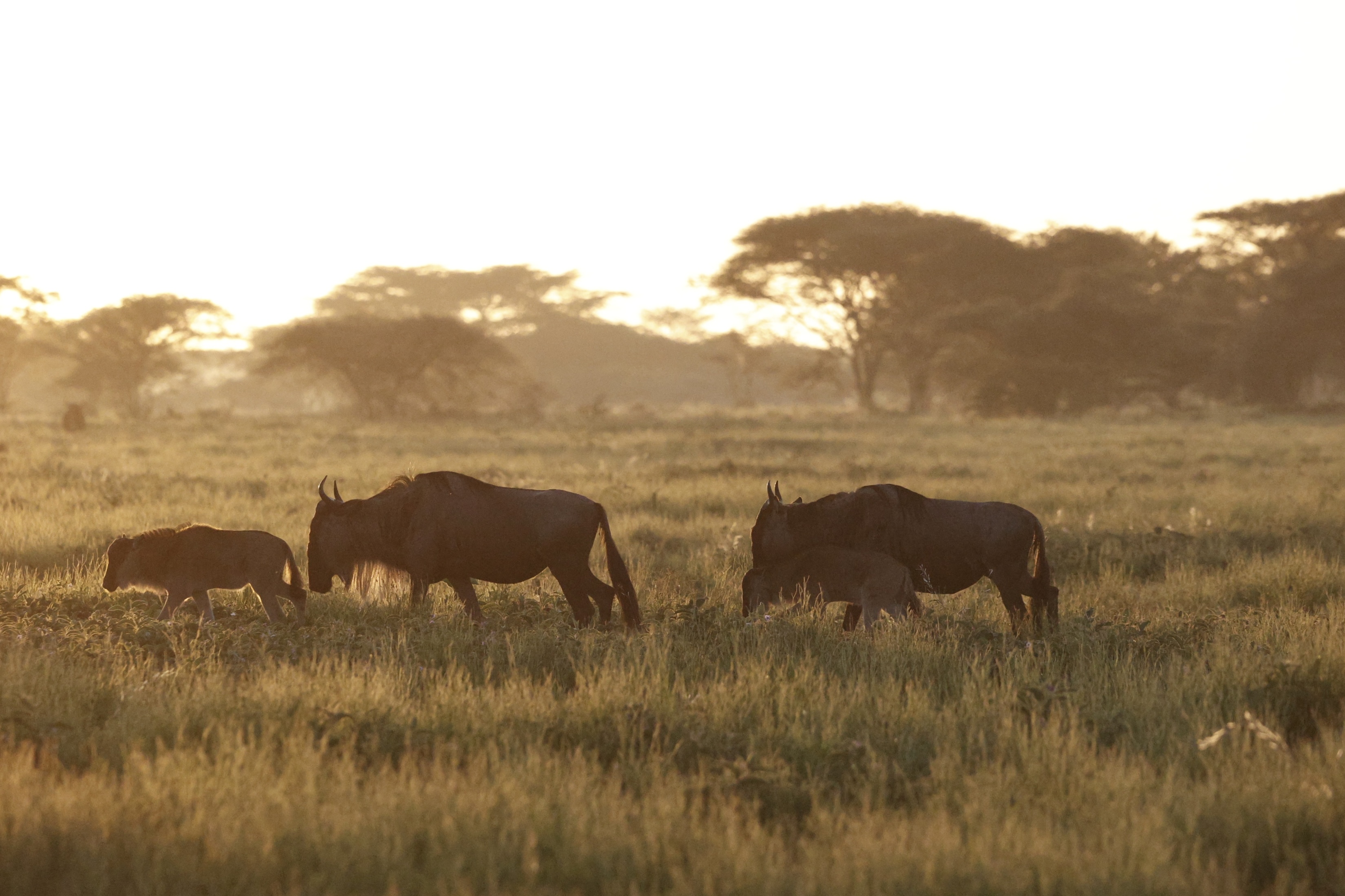SAFARI GOATS ADVENTURE