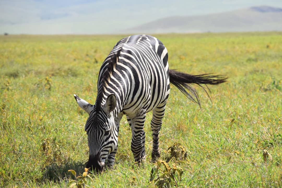 True Africa Escape