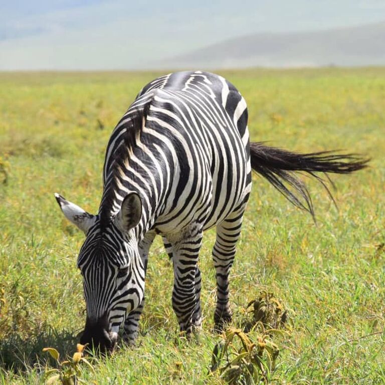 True Africa Escape