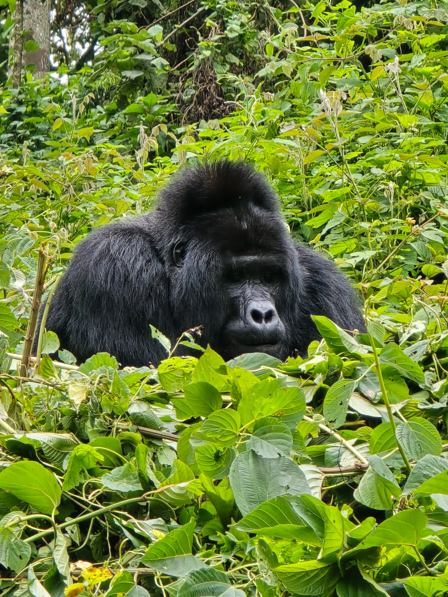 Malachite Tour and Travel