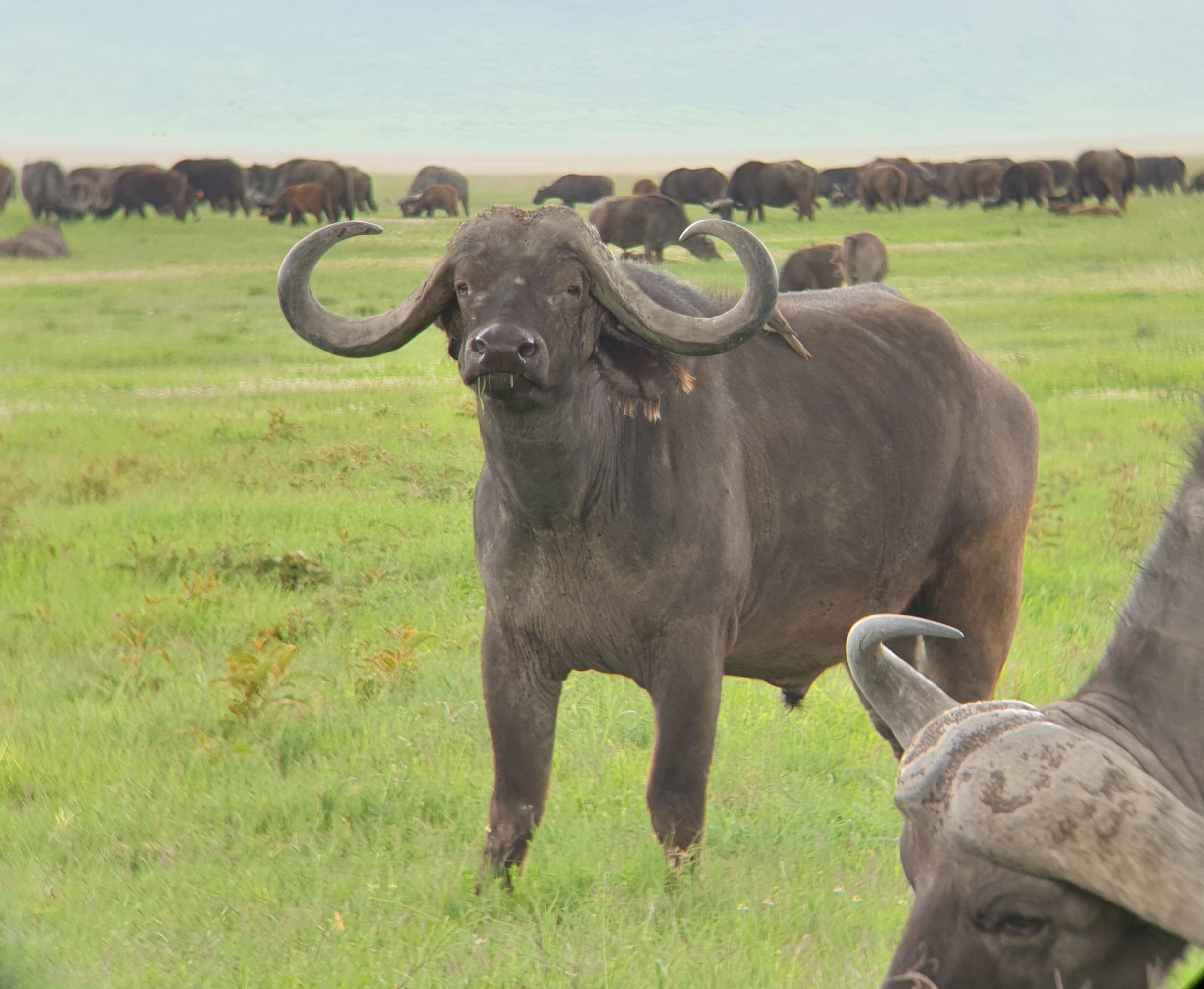 Nyayo Tours