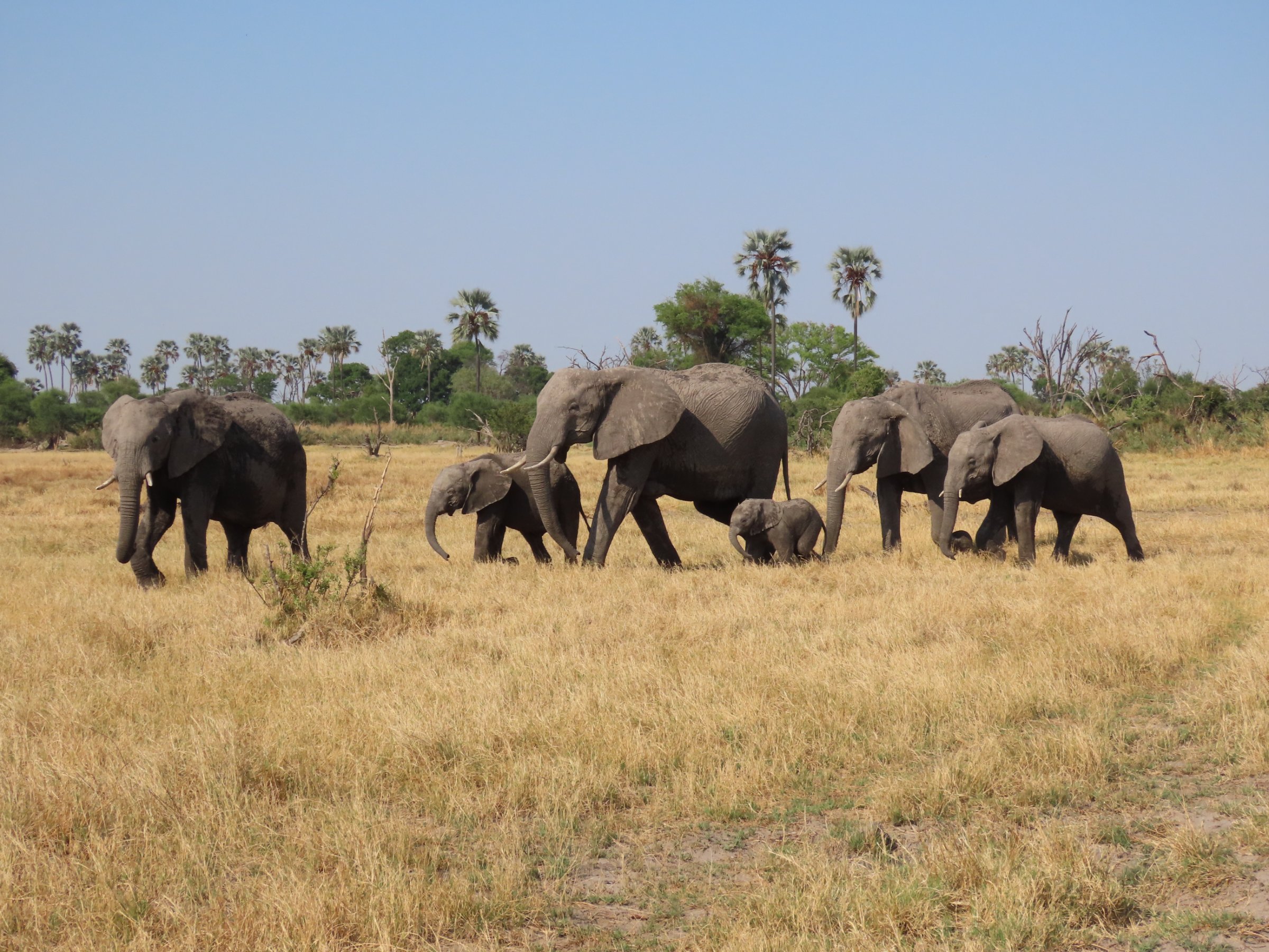 4 Days - Makgadikgadi