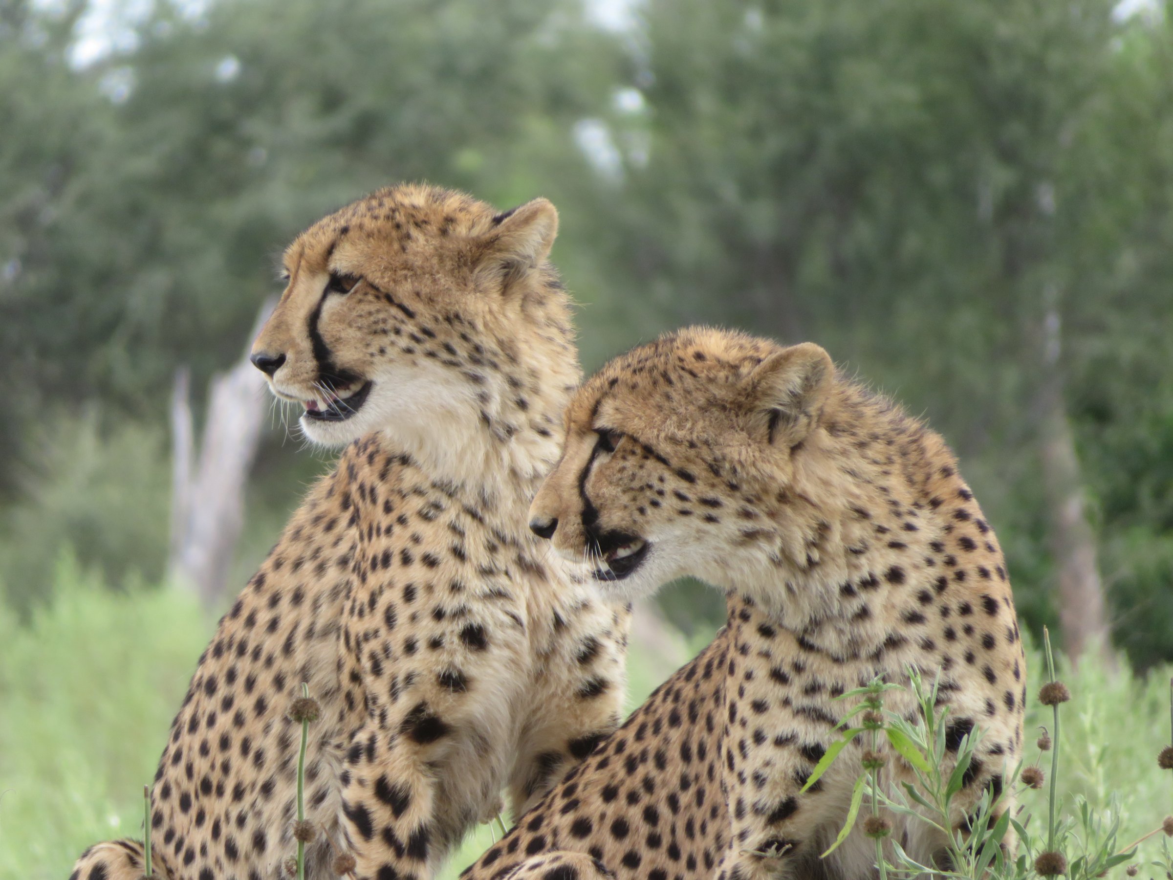 3 Days - Central Kalahari