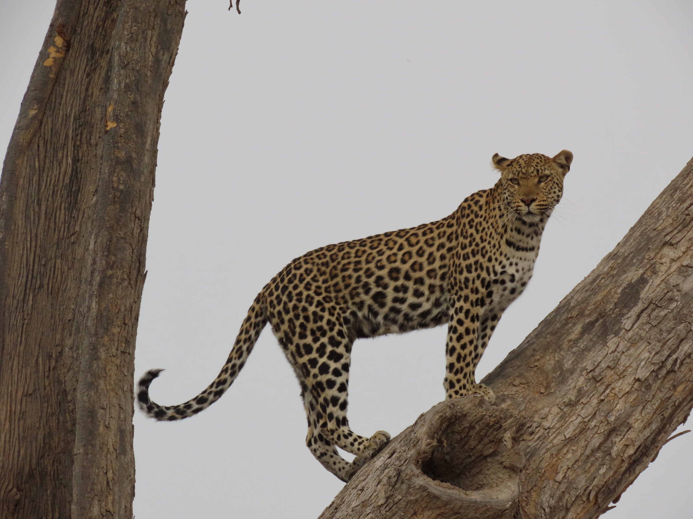 3 Days - Central Kalahari