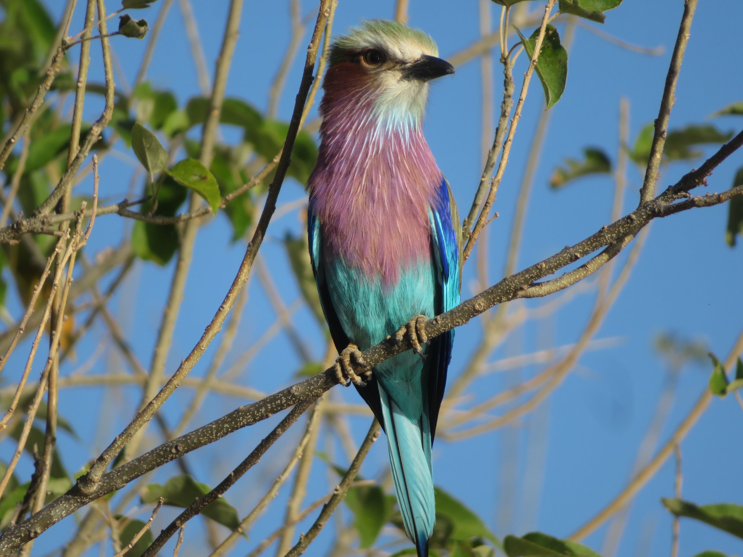 3 Days- Okavango Delta