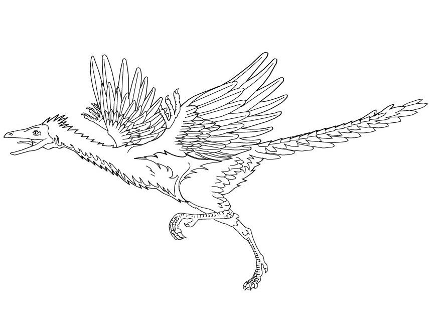 Archaeopteryx Birding and Nature Tours
