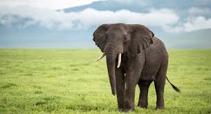 4 Days Tanzania Safari