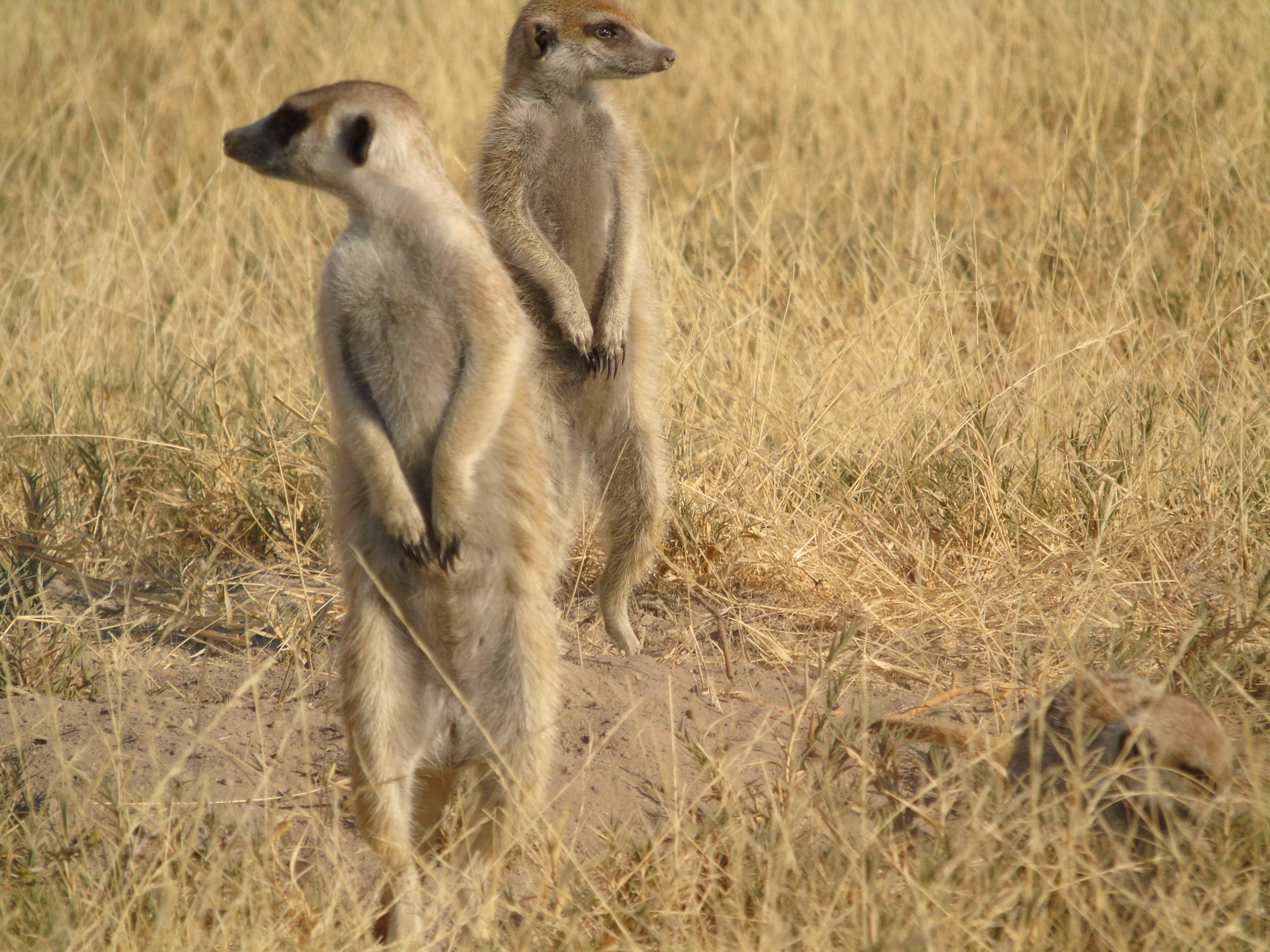3 Days - Makgadikgadi Salt Pan