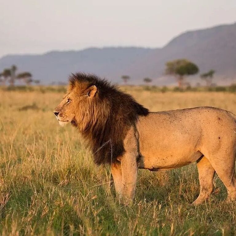Burigi Tours and Safaris