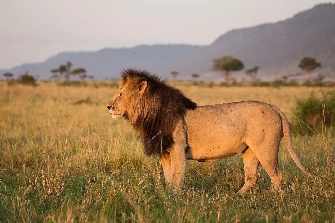 Burigi Tours and Safaris