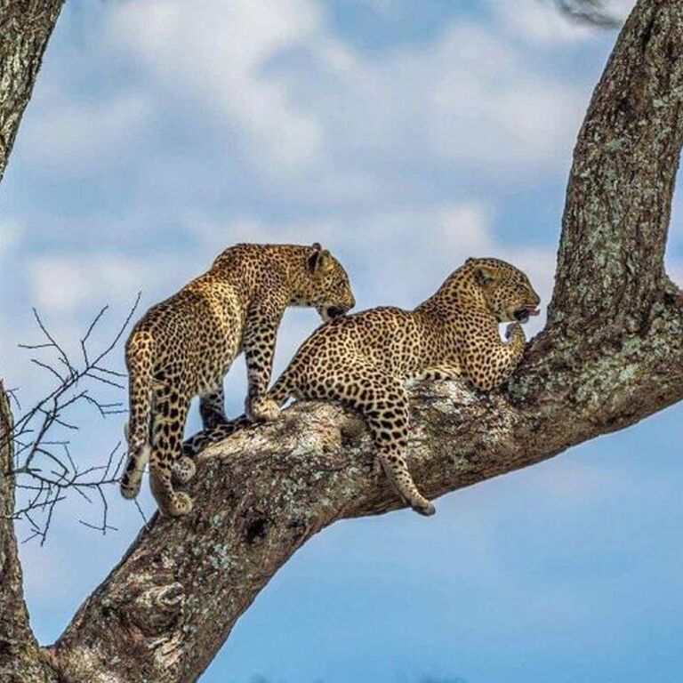 GenegioTours