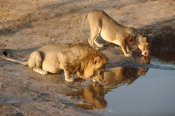 African Bison Classic Tours