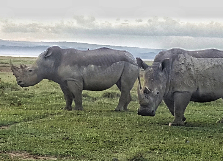 African Bison Classic Tours
