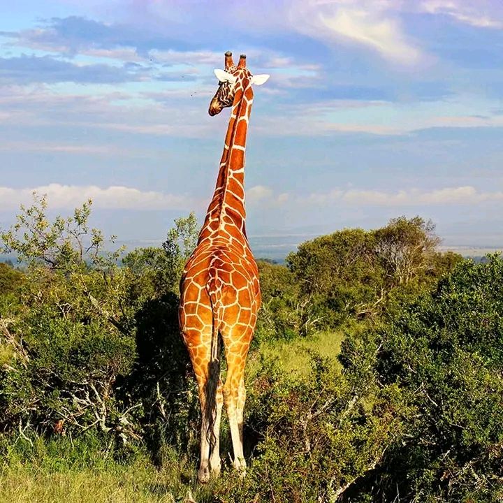 African Bison Classic Tours