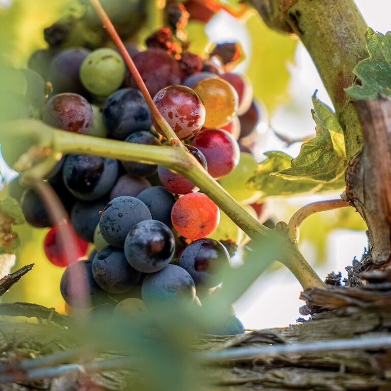 Clos de Basella
