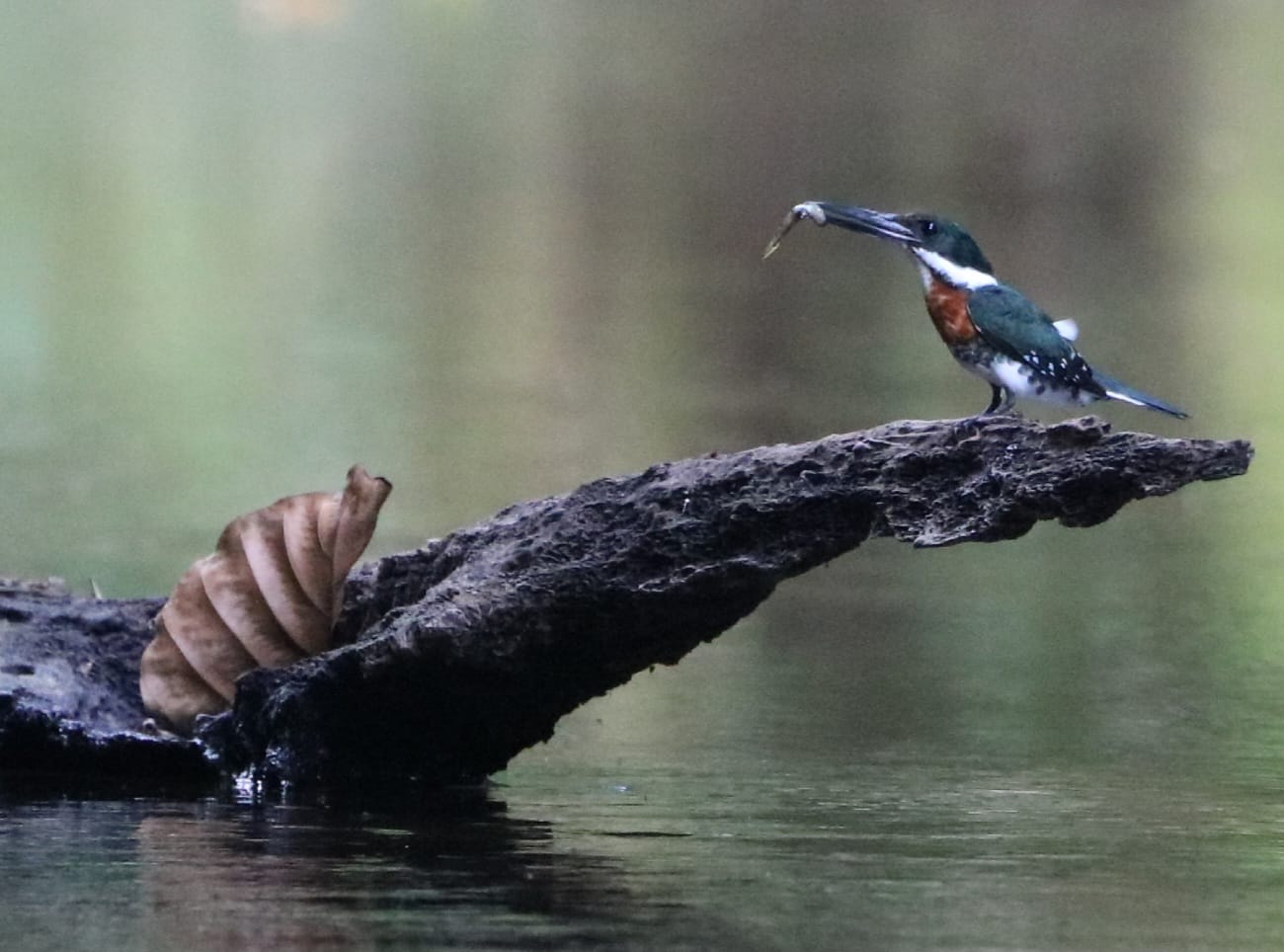 Río Agujitas Eco Jungle