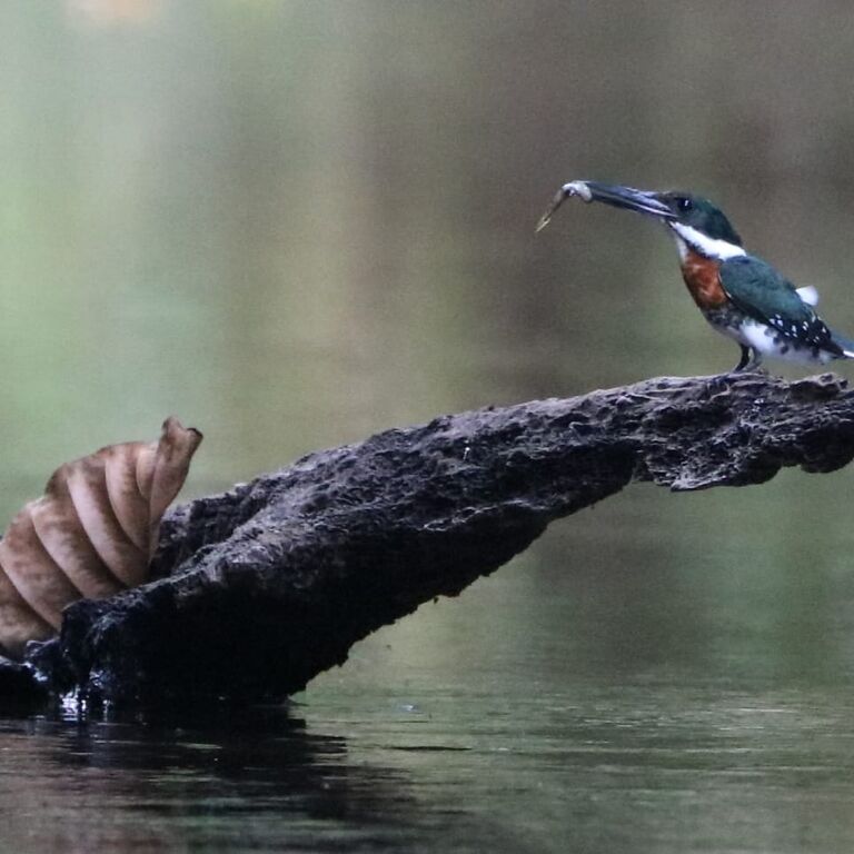 Río Agujitas Eco Jungle