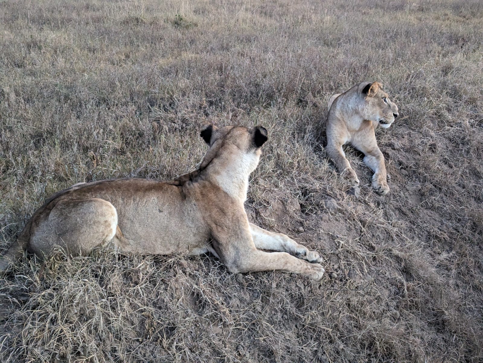 Direct Kenya Safaris