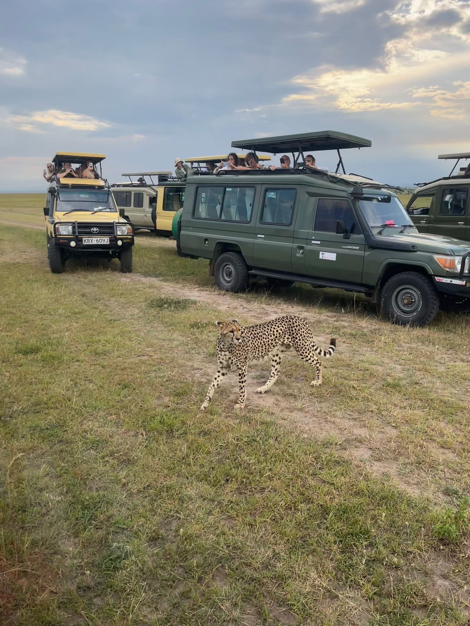 Direct Kenya Safaris