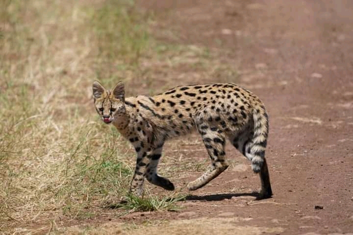 Direct Kenya Safaris