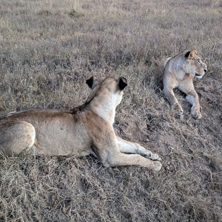 Direct Kenya Safaris