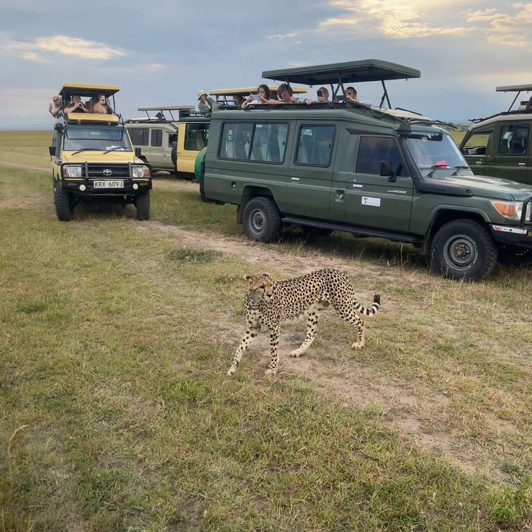 Direct Kenya Safaris