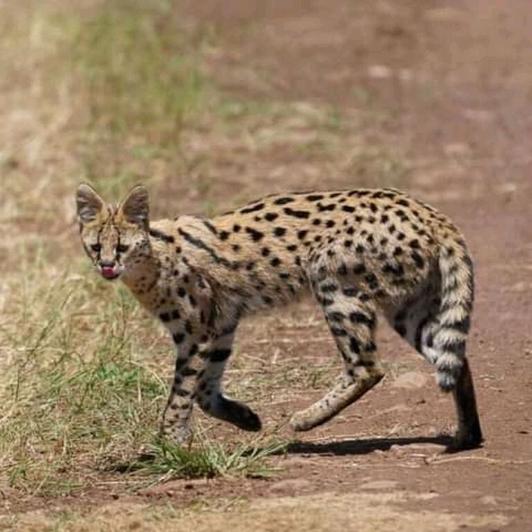 Direct Kenya Safaris