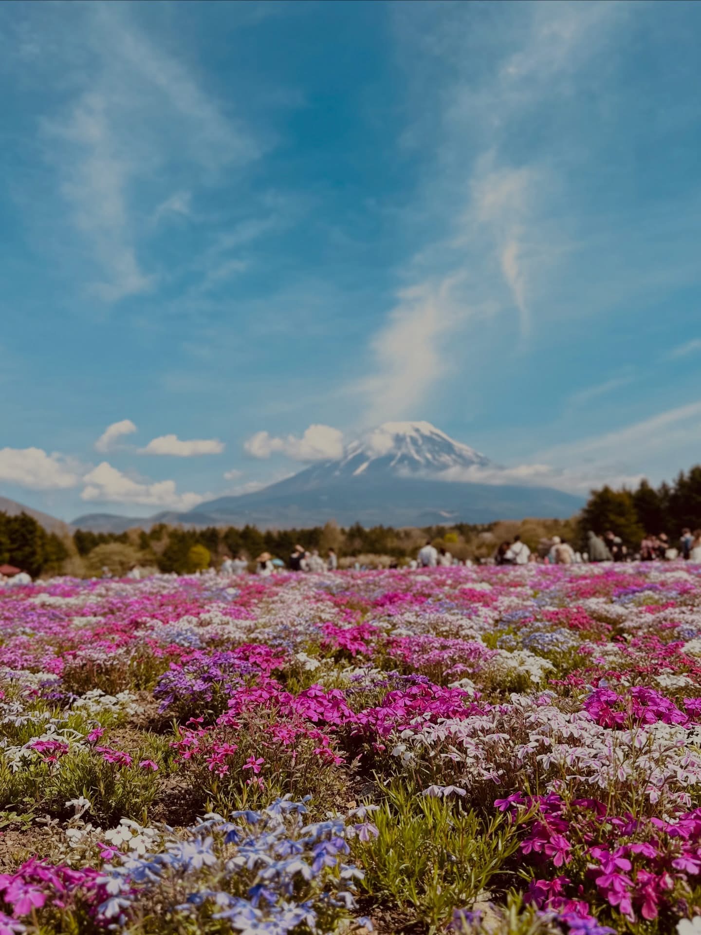 Make My Trip Japan