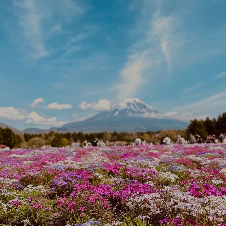 Make My Trip Japan