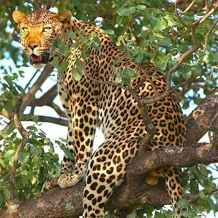 Afromasai Eastern Safaris