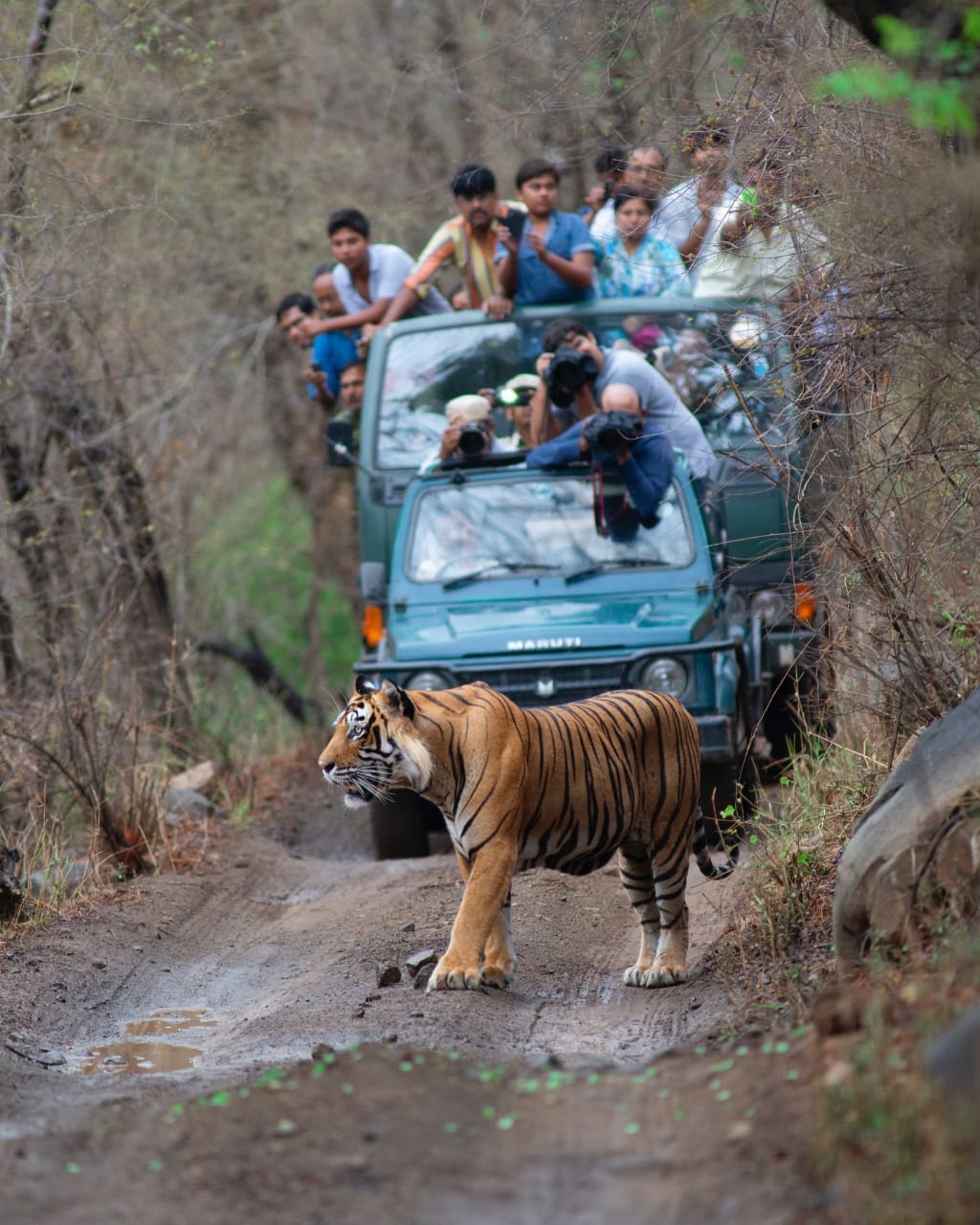 Ranthambore Safari Booking