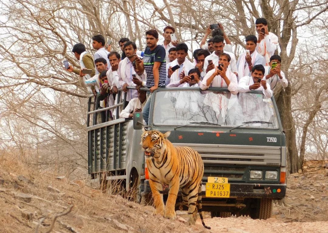 Ranthambore Safari Booking