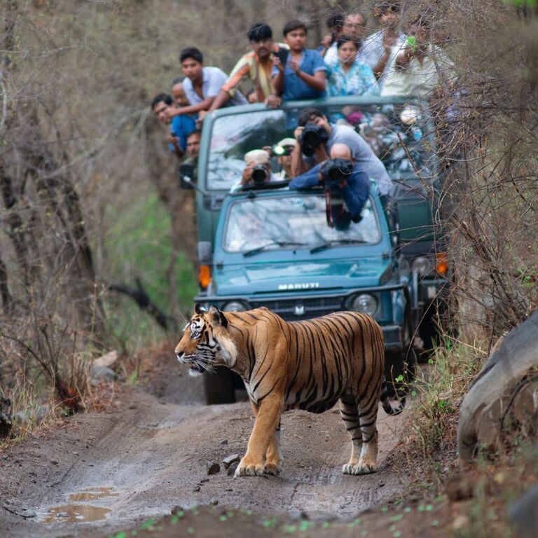 Ranthambore Safari Booking