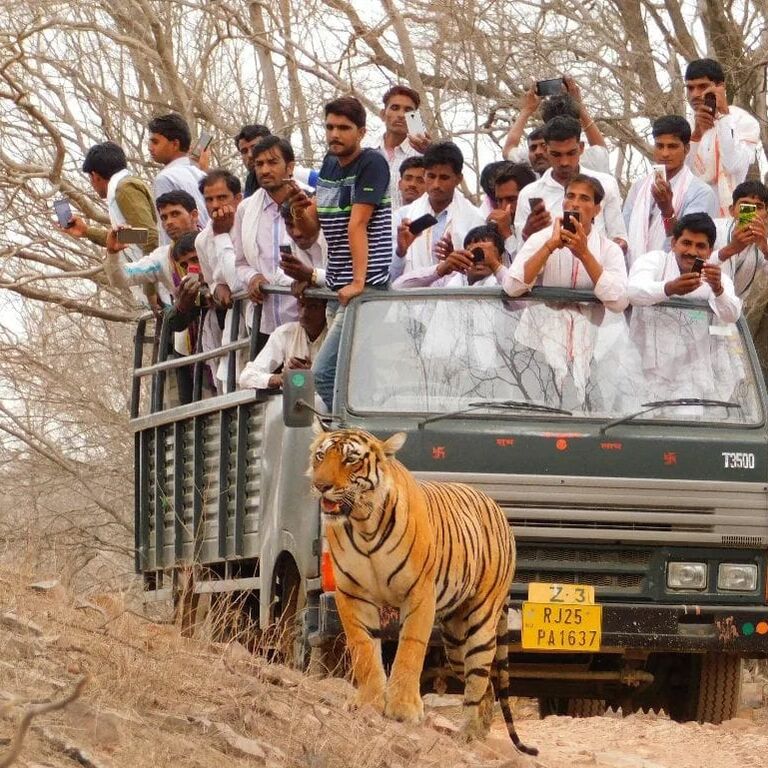 Ranthambore Safari Booking