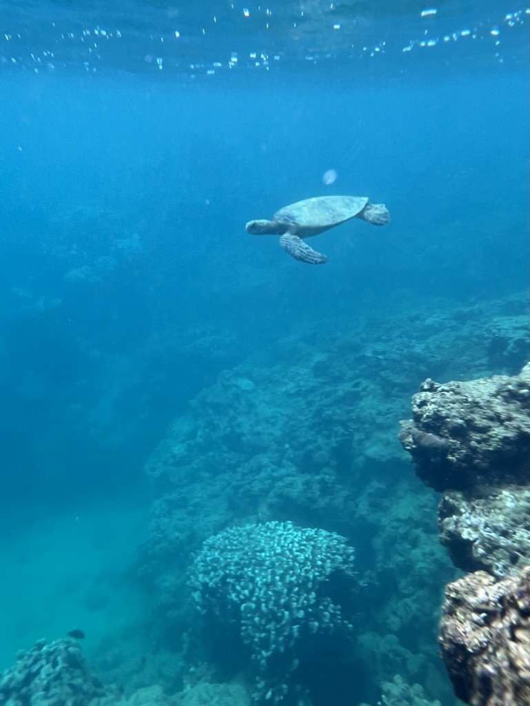 Hawaiian Reef Spearfishing Lesson for Beginners