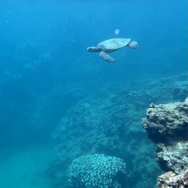 Hawaiian Reef Spearfishing Lesson for Beginners