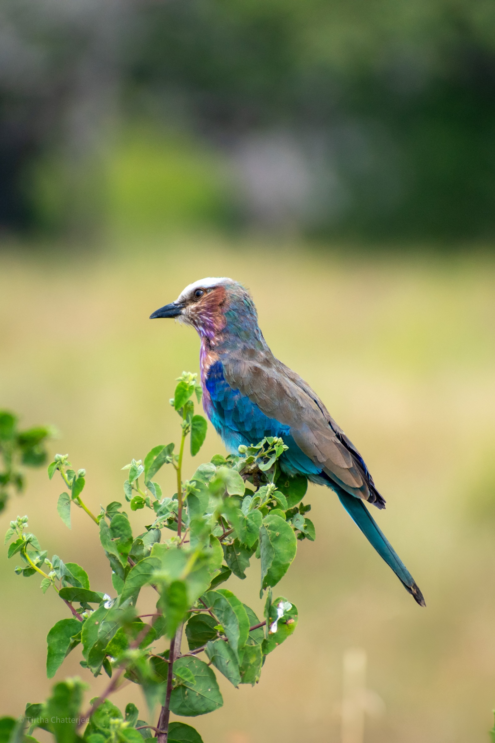Glad of Africa Safaris & Tours