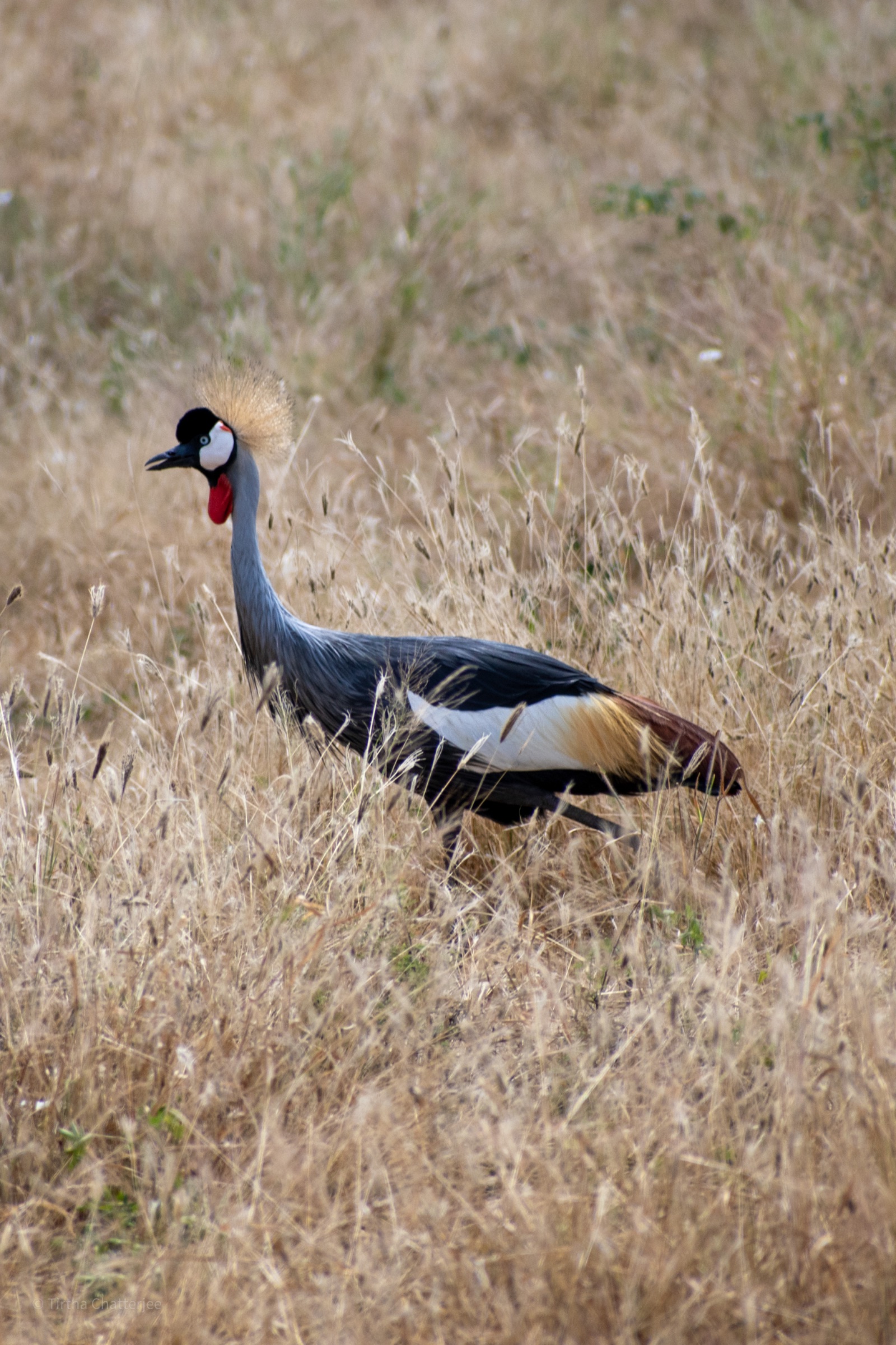 Glad of Africa Safaris & Tours