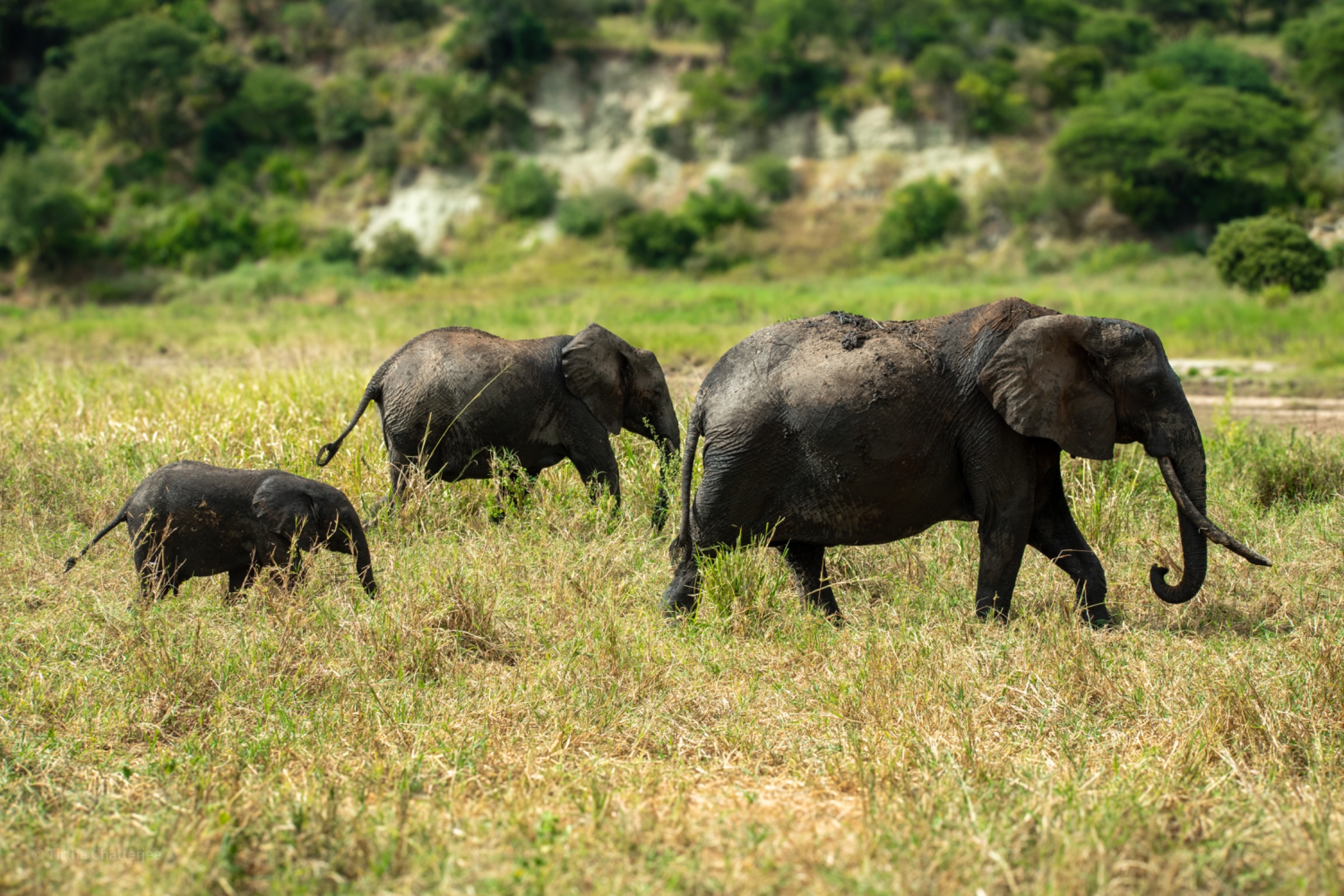 Glad of Africa Safaris & Tours